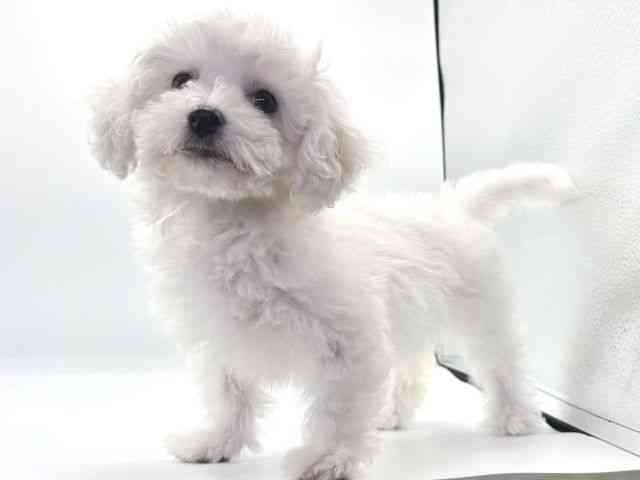 愛知県のビションフリーゼ (ひごペットフレンドリープライムツリー赤池店/2025年8月6日生まれ/女の子/ホワイト)の子犬の2枚目の画像