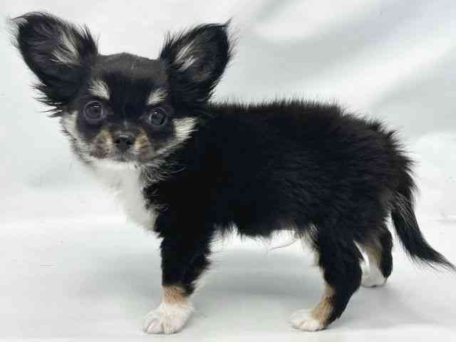 大阪府のチワワ(ロング) (ひごペットフレンドリーイトーヨーカドー津久野店/2025年8月8日生まれ/男の子/ブラックタンホワイト)の子犬の2枚目の画像