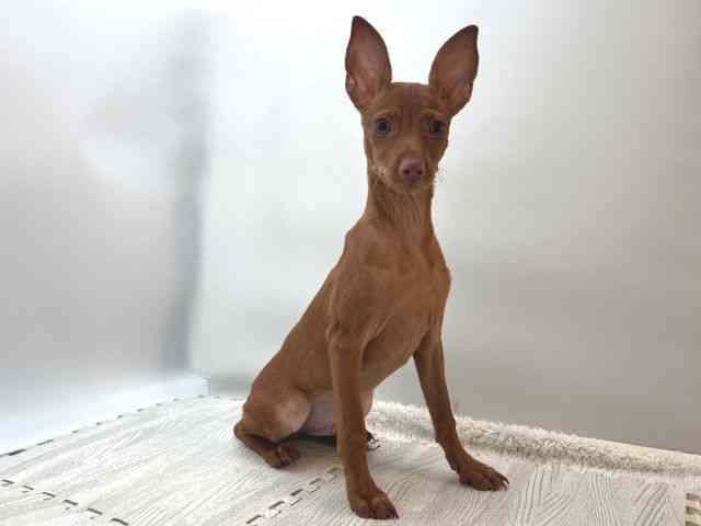 島根県のミニチュアピンシャー (ひごペットフレンドリーイオンモール出雲店/2025年8月5日生まれ/男の子/レッド)の子犬の2枚目の画像