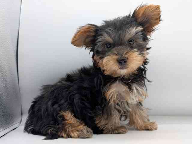 香川県のヨークシャーテリア (ひごペットフレンドリーゆめタウン高松店/2025年8月8日生まれ/男の子/スチールブルータン)の子犬の2枚目の画像