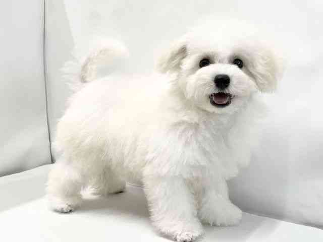 愛媛県のビションフリーゼ (ひごペットフレンドリーイオンモール今治新都市店/2025年8月10日生まれ/女の子/ホワイト)の子犬の2枚目の画像