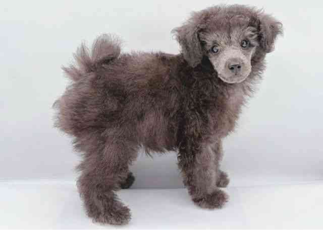 島根県のトイプードル(トイ) (ひごペットフレンドリーイオン松江ショッピングセンター店/2025年8月8日生まれ/男の子/シルバー)の子犬の2枚目の画像