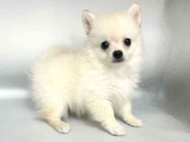 大阪府のポメチワ/チワポメ/ポメチー(ポメラニアン×チワワ) (ひごペットフレンドリー岸和田店/2025年8月10日生まれ/男の子/ホワイト)の子犬の2枚目の画像