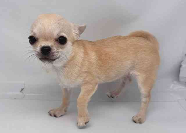 鳥取県のチワワ(スムース) (ひごペットフレンドリーイオンモール鳥取北店/2025年7月28日生まれ/女の子/クリーム)の子犬の2枚目の画像