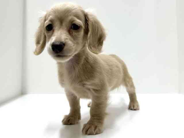 愛知県のミニチュアダックスフンド(ロング) (ひごペットフレンドリーららぽーと名古屋みなとアクルス店/2025年8月8日生まれ/女の子/イエロー)の子犬の2枚目の画像