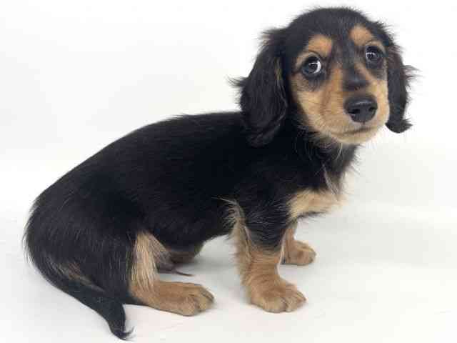 大阪府のミニチュアダックスフンド(ロング) (ひごペットフレンドリー瓜破店/2025年8月8日生まれ/男の子/ブラックタン)の子犬の2枚目の画像