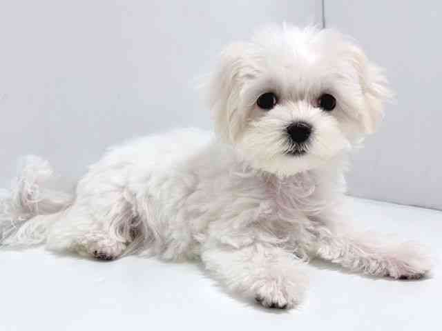 奈良県のマルチーズ (ひごペットフレンドリー奈良パワーシティ店/2025年8月6日生まれ/女の子/ホワイト)の子犬の2枚目の画像