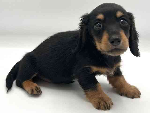 京都府のミニチュアダックスフンド(ロング) (ひごペットフレンドリーイオンモール高の原店/2025年8月9日生まれ/男の子/ブラックタン)の子犬の2枚目の画像