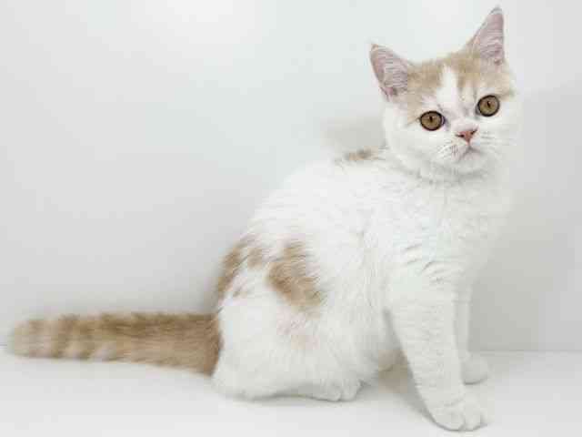 京都府のエキゾチック (ひごペットフレンドリーイズミヤショッピングセンター八幡店/2025年8月3日生まれ/男の子/クリームホワイト)の子猫の2枚目の画像