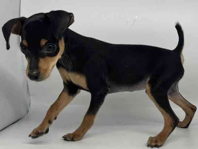 徳島県のミニチュアピンシャー (ひごペットフレンドリーゆめタウン徳島店/2025年8月9日生まれ/男の子/ブラックタン)の子犬の2枚目の画像