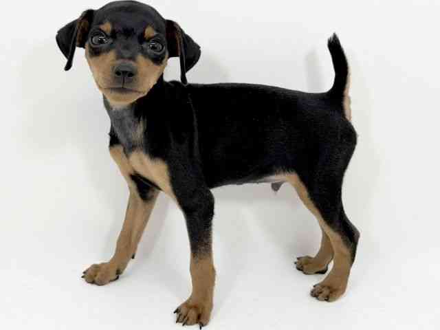 京都府のミニチュアピンシャー (ひごペットフレンドリーイズミヤショッピングセンター八幡店/2025年8月9日生まれ/男の子/ブラックタン)の子犬の2枚目の画像