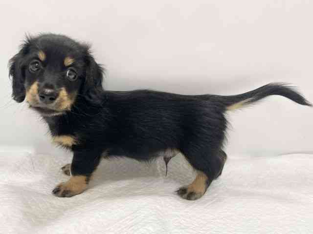 高知県のミニチュアダックスフンド(ロング) (ひごペットフレンドリーイオンモール高知店/2025年8月9日生まれ/男の子/ブラックタン)の子犬の2枚目の画像