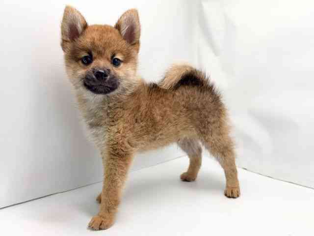 京都府のポメ柴/豆ポメ/ポメ豆柴(ポメラニアン×柴犬) (ひごペットフレンドリー洛北阪急スクエア店/2025年8月10日生まれ/男の子/オレンジ)の子犬の2枚目の画像