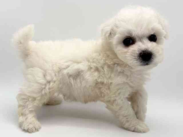 大阪府のビションフリーゼ (ひごペットフレンドリーみのおキューズモール店/2025年8月10日生まれ/男の子/ホワイト)の子犬の2枚目の画像