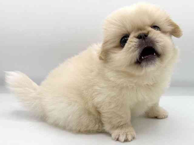 大阪府のペキニーズ (ひごペットフレンドリーららぽーとEXPOCITY店/2025年8月9日生まれ/女の子/ホワイト)の子犬の2枚目の画像