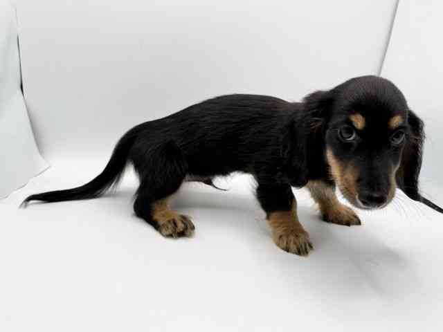 大阪府のミニチュアダックスフンド(ロング) (ひごペットフレンドリーみのおキューズモール店/2025年8月9日生まれ/男の子/ブラックタン)の子犬の2枚目の画像