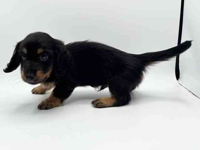 大阪府のミニチュアダックスフンド(ロング) (ひごペットフレンドリーみのおキューズモール店/2025年8月9日生まれ/男の子/ブラックタン)の子犬の2枚目の画像