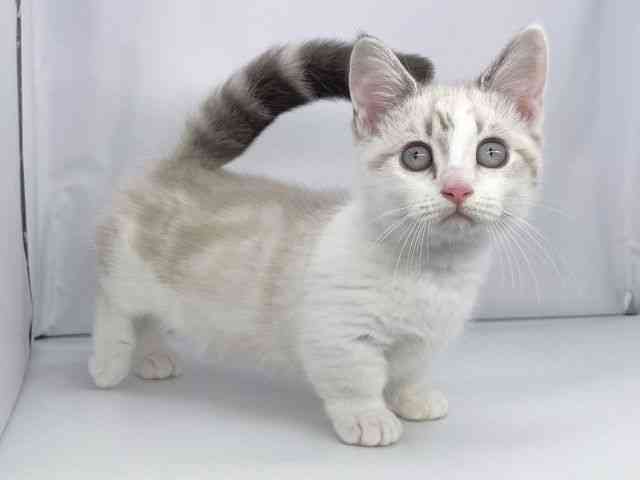 兵庫県のミヌエット (ひごペットフレンドリーイオンタウン加古川店/2025年8月5日生まれ/女の子/ライラック)の子猫の2枚目の画像