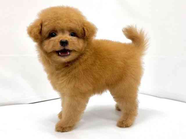 大阪府のハーフ犬・ミックス犬 (ひごペットフレンドリーイオンタウン茨木太田店/2025年8月10日生まれ/男の子/レッド)の子犬の2枚目の画像