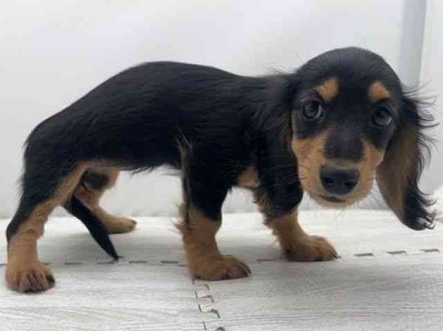 島根県のミニチュアダックスフンド(ロング) (ひごペットフレンドリーイオンモール出雲店/2025年8月9日生まれ/女の子/ブラックタン)の子犬の2枚目の画像