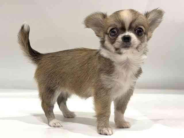 愛知県のチワワ(ロング) (ひごペットフレンドリーヴィアモール アピタ江南西店/2025年8月8日生まれ/女の子/フォーンホワイト)の子犬の2枚目の画像