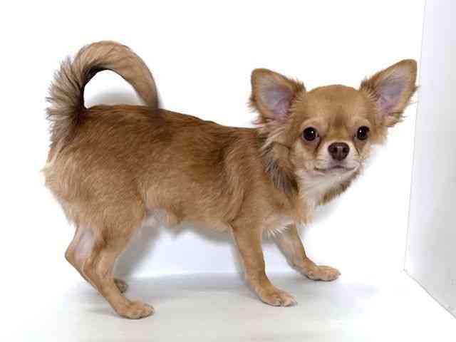 大阪府のチワワ(ロング) (ひごペットフレンドリーイオン高槻店/2025年8月8日生まれ/男の子/フォーン)の子犬の2枚目の画像