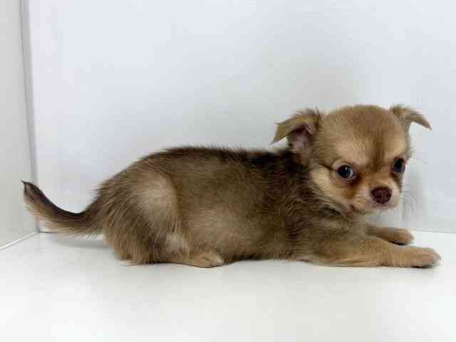 大阪府のチワワ(ロング) (ひごペットフレンドリーベルファⅡ都島店/2025年8月8日生まれ/男の子/フォーン)の子犬の2枚目の画像