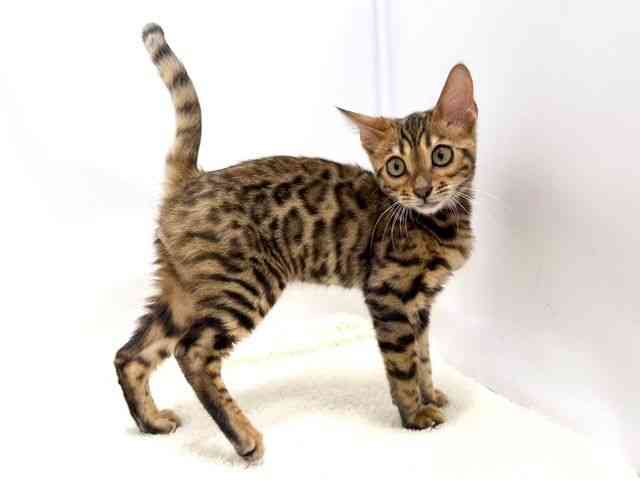 広島県のベンガル (ひごペットフレンドリーゆめタウン廿日市店/2025年8月10日生まれ/男の子/ブラウンスポットタビー)の子猫の2枚目の画像