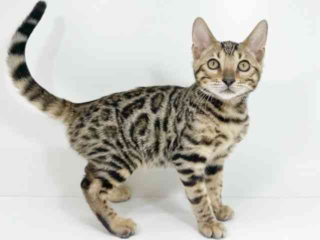 京都府のベンガル (ひごペットフレンドリーイズミヤショッピングセンター八幡店/2025年8月7日生まれ/男の子/ブラウンスポットタビー)の子猫の2枚目の画像