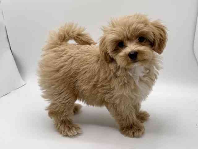 大阪府のハーフ犬・ミックス犬 (ひごペットフレンドリーみのおキューズモール店/2025年8月6日生まれ/男の子/クリーム)の子犬の2枚目の画像