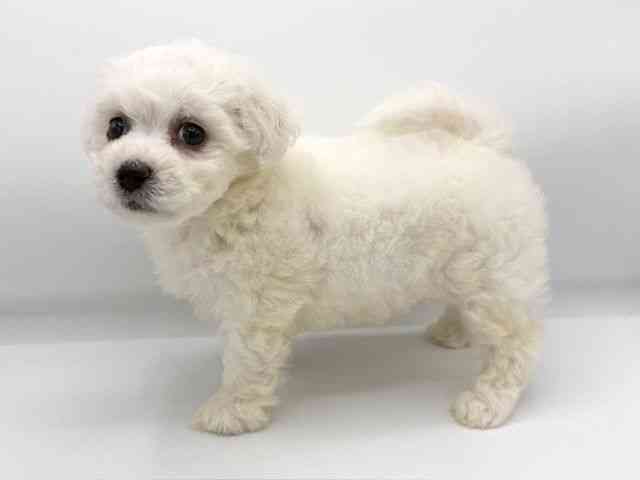 大阪府のビションフリーゼ (ひごペットフレンドリーららぽーとEXPOCITY店/2025年8月10日生まれ/女の子/ホワイト)の子犬の2枚目の画像