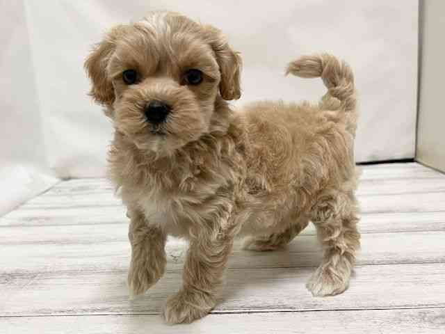 和歌山県のハーフ犬・ミックス犬 (ひごペットフレンドリーパームシティ和歌山店/2025年8月7日生まれ/女の子/アプリコット)の子犬の2枚目の画像