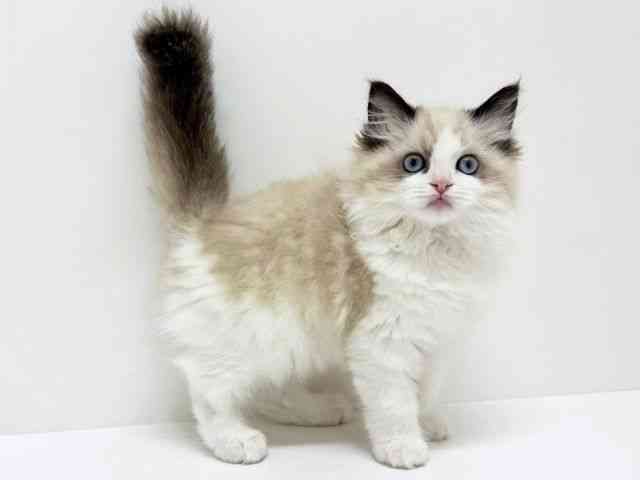 大阪府のラグドール (ひごペットフレンドリーくずはモール店/2025年8月6日生まれ/女の子/シールポイントバイカラー)の子猫の2枚目の画像