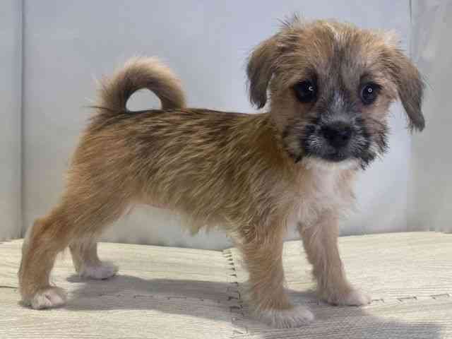 島根県のハーフ犬・ミックス犬 (ひごペットフレンドリーイオンモール出雲店/2025年8月9日生まれ/女の子/レッド)の子犬の2枚目の画像