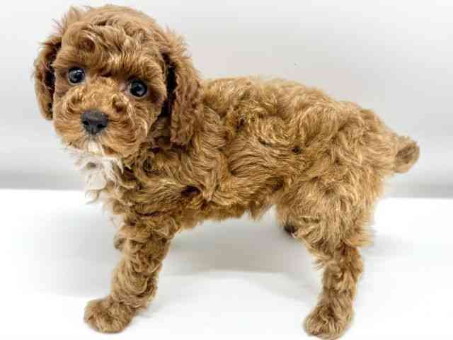 大阪府のトイプードル(トイ) (ひごペットフレンドリーイオンタウン豊中庄内店/2025年8月6日生まれ/女の子/レッド)の子犬の2枚目の画像