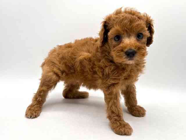 奈良県のトイプードル(トイ) (ひごペットフレンドリー田原本店/2025年8月8日生まれ/女の子/レッド)の子犬の2枚目の画像