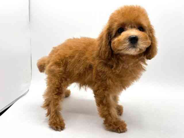 奈良県のトイプードル(トイ) (ひごペットフレンドリー田原本店/2025年8月8日生まれ/女の子/レッド)の子犬の2枚目の画像