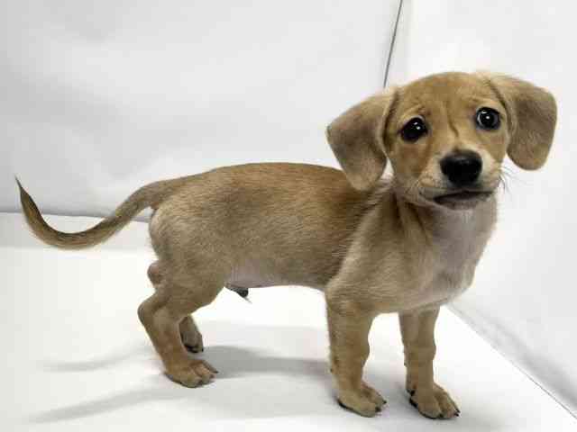 愛媛県のハーフ犬・ミックス犬 (ひごペットフレンドリーイオンモール今治新都市店/2025年8月9日生まれ/男の子/レッド)の子犬の2枚目の画像