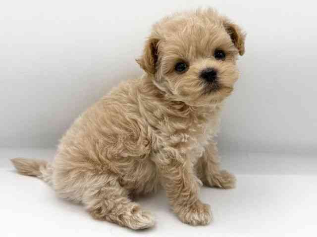 大阪府のマルプー(マルチーズ×プードル) (ひごペットフレンドリーららぽーとEXPOCITY店/2025年8月10日生まれ/男の子/クリーム)の子犬の2枚目の画像