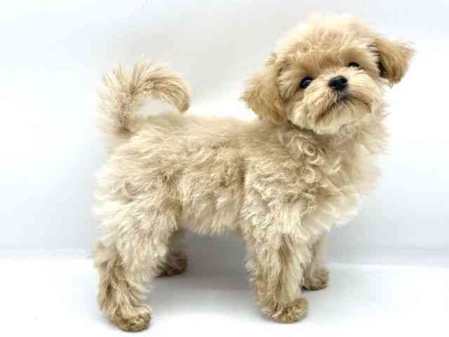 大阪府のマルプー(マルチーズ×プードル) (ひごペットフレンドリーららぽーとEXPOCITY店/2025年8月10日生まれ/男の子/クリーム)の子犬の2枚目の画像