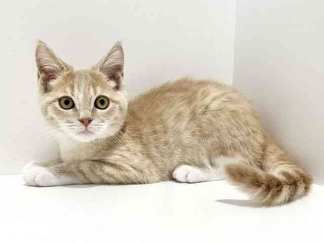 大阪府のマンチカン (ひごペットフレンドリーイオン高槻店/2025年8月7日生まれ/男の子/クリームタビーホワイト)の子猫の2枚目の画像