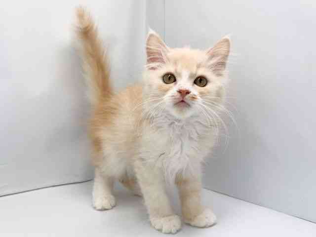 京都府のマンチカン (ひごペットフレンドリー洛北阪急スクエア店/2025年8月9日生まれ/男の子/レッドタビーホワイト)の子猫の2枚目の画像