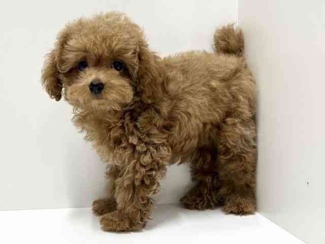 愛知県のトイプードル(トイ) (ひごペットフレンドリーららぽーと名古屋みなとアクルス店/2025年8月7日生まれ/男の子/レッド)の子犬の2枚目の画像