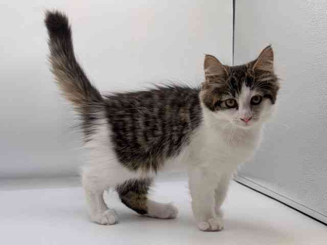 香川県のノルウェージャンフォレストキャット (ひごペットフレンドリーゆめタウン高松店/2025年8月10日生まれ/女の子/ブラウンマッカレルタビーホワイト)の子猫の2枚目の画像