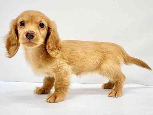 大阪府のミニチュアダックスフンド(ロング) (ひごペットフレンドリーイオンタウン茨木太田店/2025年8月9日生まれ/女の子/ゴールド)の子犬の2枚目の画像