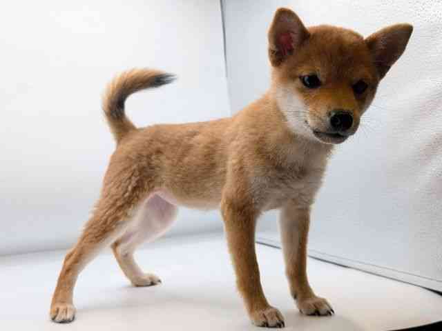 香川県の柴犬(標準サイズ) (ひごペットフレンドリーゆめタウン高松店/2025年8月10日生まれ/女の子/赤)の子犬の2枚目の画像