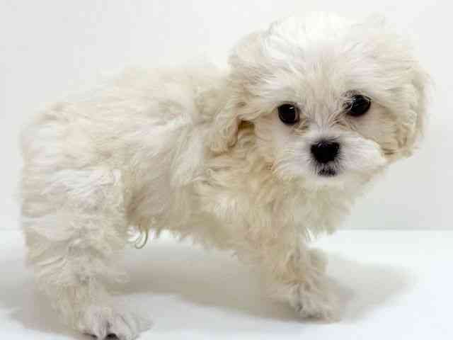 大阪府のハーフ犬・ミックス犬 (ひごペットフレンドリーイオンそよら海老江店/2025年8月9日生まれ/男の子/クリーム)の子犬の2枚目の画像