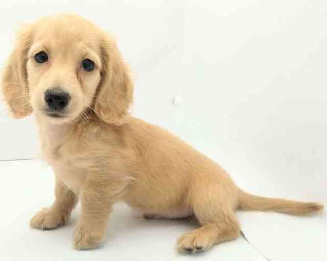 兵庫県のミニチュアダックスフンド(ロング) (ひごペットフレンドリークラウンパーク伊丹店/2025年8月10日生まれ/男の子/イエロー)の子犬の2枚目の画像