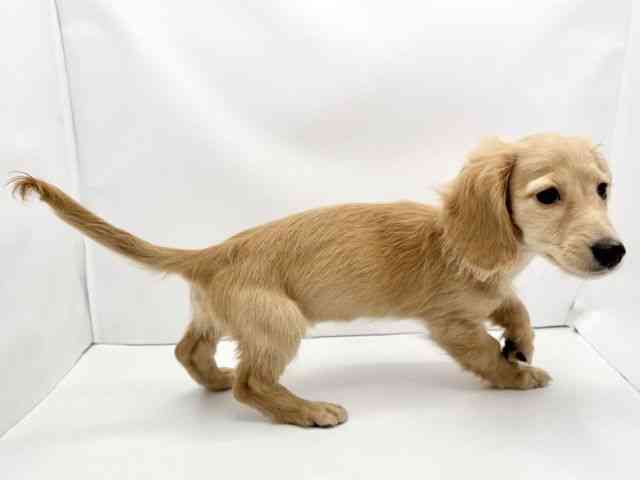 兵庫県のミニチュアダックスフンド(ロング) (ひごペットフレンドリークラウンパーク伊丹店/2025年8月10日生まれ/男の子/イエロー)の子犬の2枚目の画像