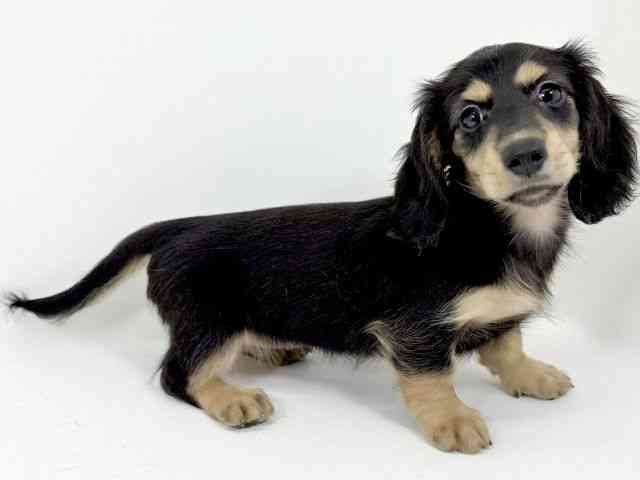 京都府のミニチュアダックスフンド(ロング) (ひごペットフレンドリーイズミヤショッピングセンター八幡店/2025年8月10日生まれ/女の子/ブラックタン)の子犬の2枚目の画像